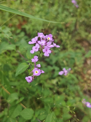 Lantana montevidensis observed 2026-10-18