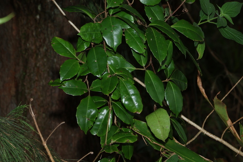 Tetrastigma observed 2026-10-18