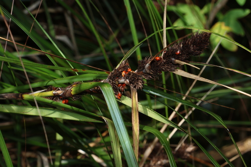 Gahnia aspera observed 2026-10-18