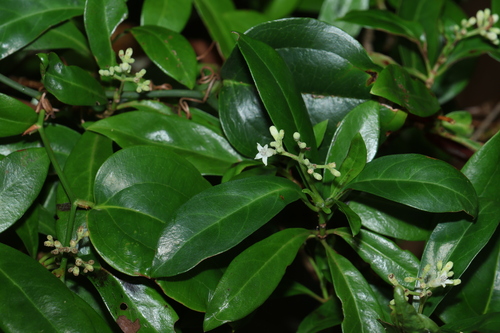 Psychotria daphnoides observed 2026-10-18