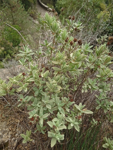 Grey-leaved Cistus