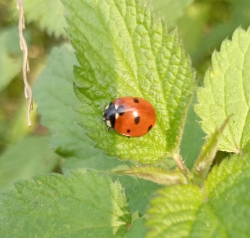 Seven-spotted Lady Beetle