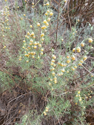 White Mugwort
