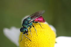 Pseudochrysis neglecta