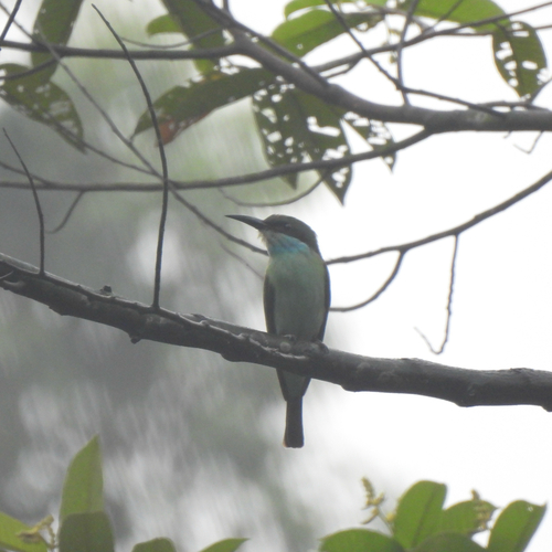 Merops viridis observed 2026-10-18