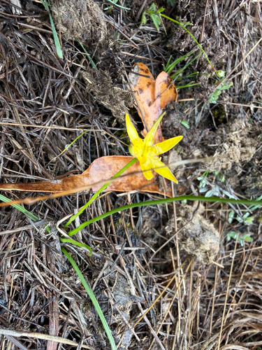 Hypoxis hygrometrica observed 2026-10-17