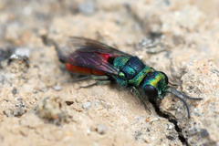 Pseudochrysis neglecta