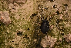 Egaenus convexus