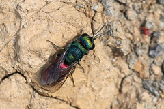 Pseudochrysis neglecta