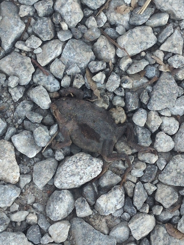 Spiny Toad
