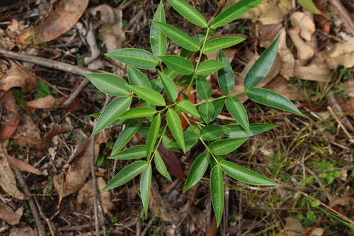 Senna septemtrionalis observed 2026-10-18