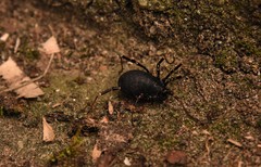 Egaenus convexus