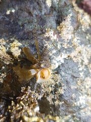 Trichotropis cancellata