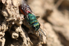 Pseudochrysis neglecta