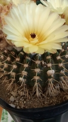 Parodia