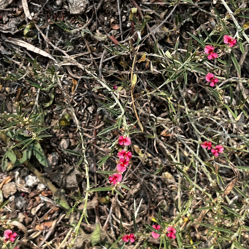 Indigofera linifolia observed 2026-10-11