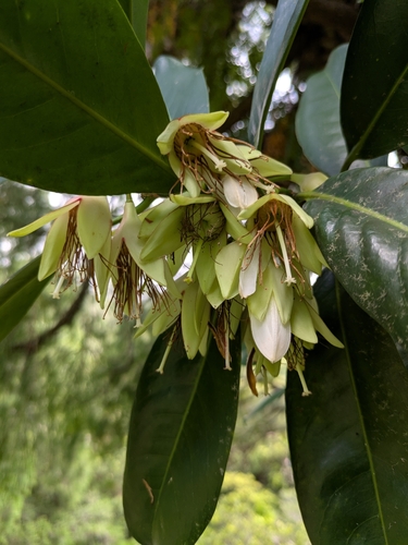 Crossostylis observed 2026-10-18