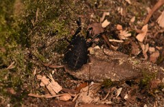 Egaenus convexus