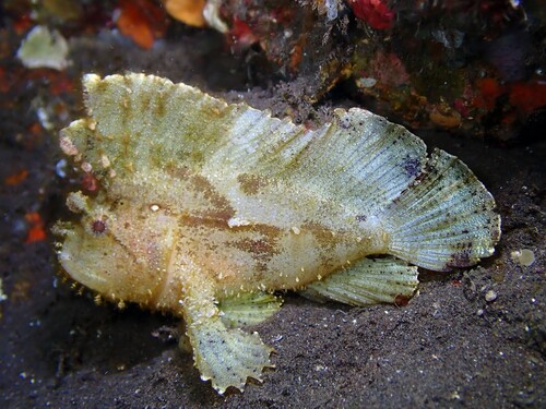 Taenianotus triacanthus observed 2026-10-18