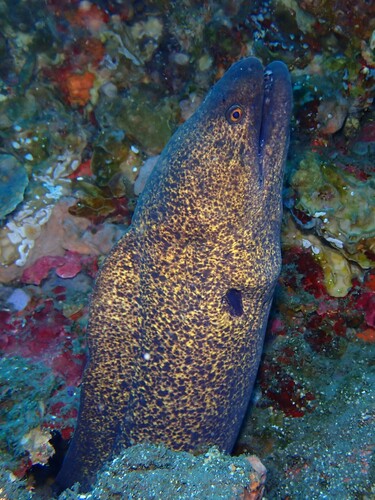 Gymnothorax flavimarginatus observed 2026-10-18