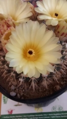 Parodia