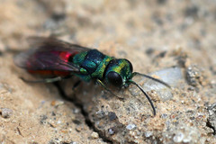Pseudochrysis neglecta