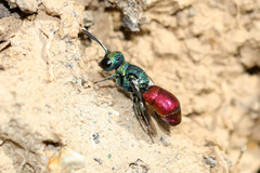 Pseudochrysis neglecta