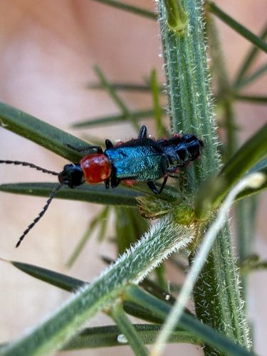 Carphurus observed 2026-10-17