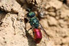 Pseudochrysis neglecta