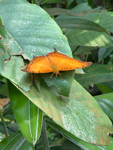 Vindula dejone