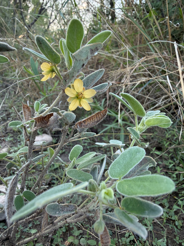 Senna bauhinioides, 2026-10-11