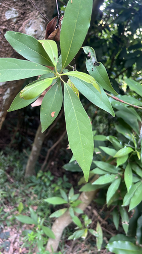Machilus observed 2026-10-18