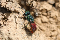 Pseudochrysis neglecta