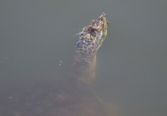 Apalone spinifera pallida