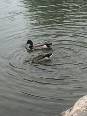Anas platyrhynchos