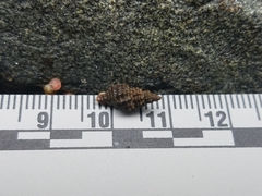 Paciocinebrina interfossa