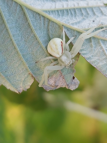 Goldenrod Crab Spider