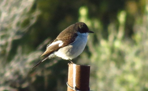 iNaturalist image
