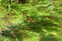 Juncus occidentalis