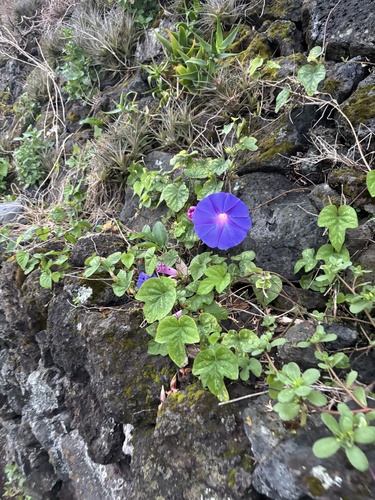 oceanblue morning glory