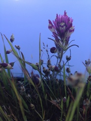 Castilleja densiflora gracilis
