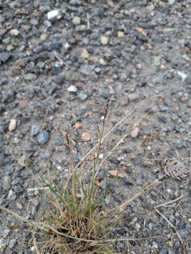 Atropis observed 2026-10-18