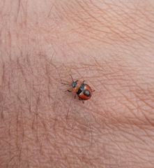 Supputius cincticeps