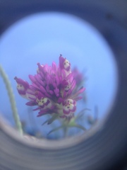 Castilleja densiflora gracilis