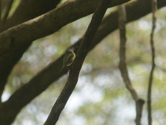 Todirostrum maculatum