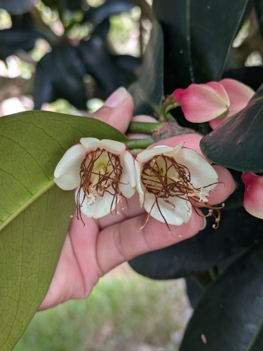 Crossostylis observed 2026-10-18