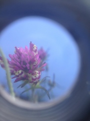 Castilleja densiflora gracilis