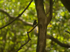 Todirostrum maculatum