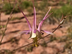 Aquilegia micrantha