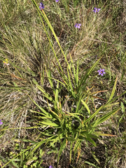 Carex gynodynama